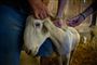 Pony