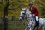 en hest i Dyrehaven