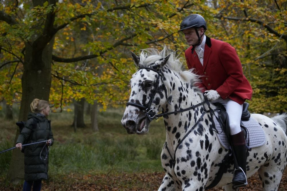 en hest i Dyrehaven