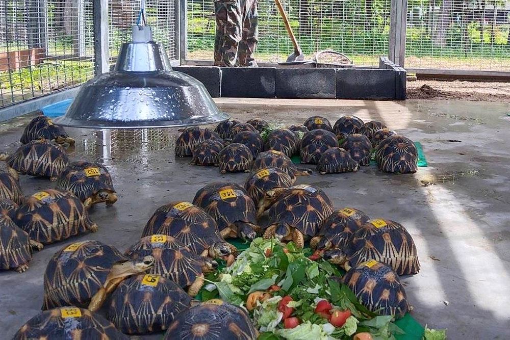 skildpadder