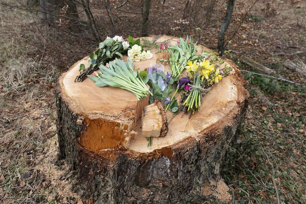 et fældet træ med blomster på