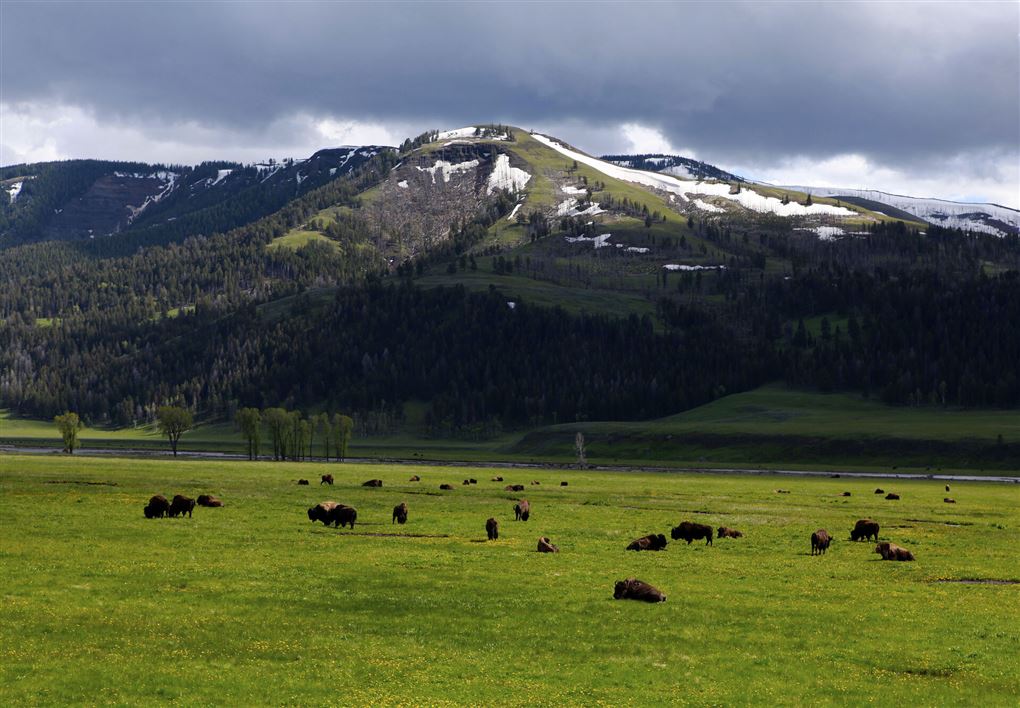 buffaloer på en mark