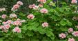 pelargonier i blomst