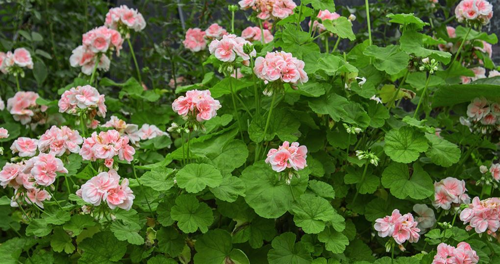 pelargonier i blomst