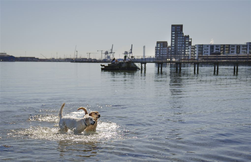 to hunde leger i vandkanten