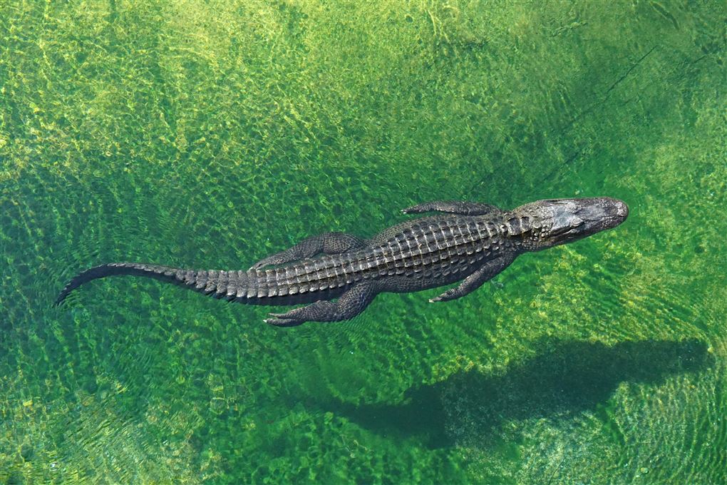 en alligator i vandet