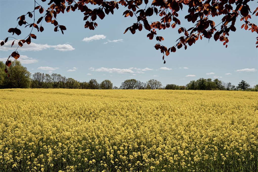Rapsmarker i fuldt flor