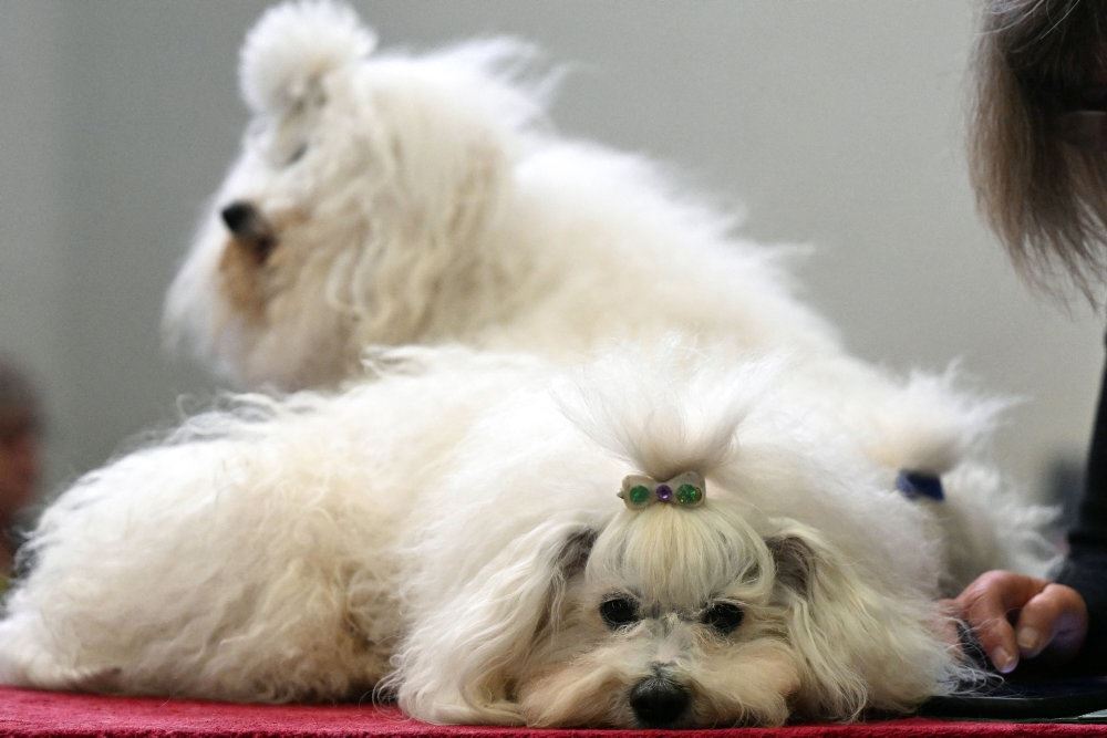 to søde hundehvalpe