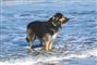 hund står i vand