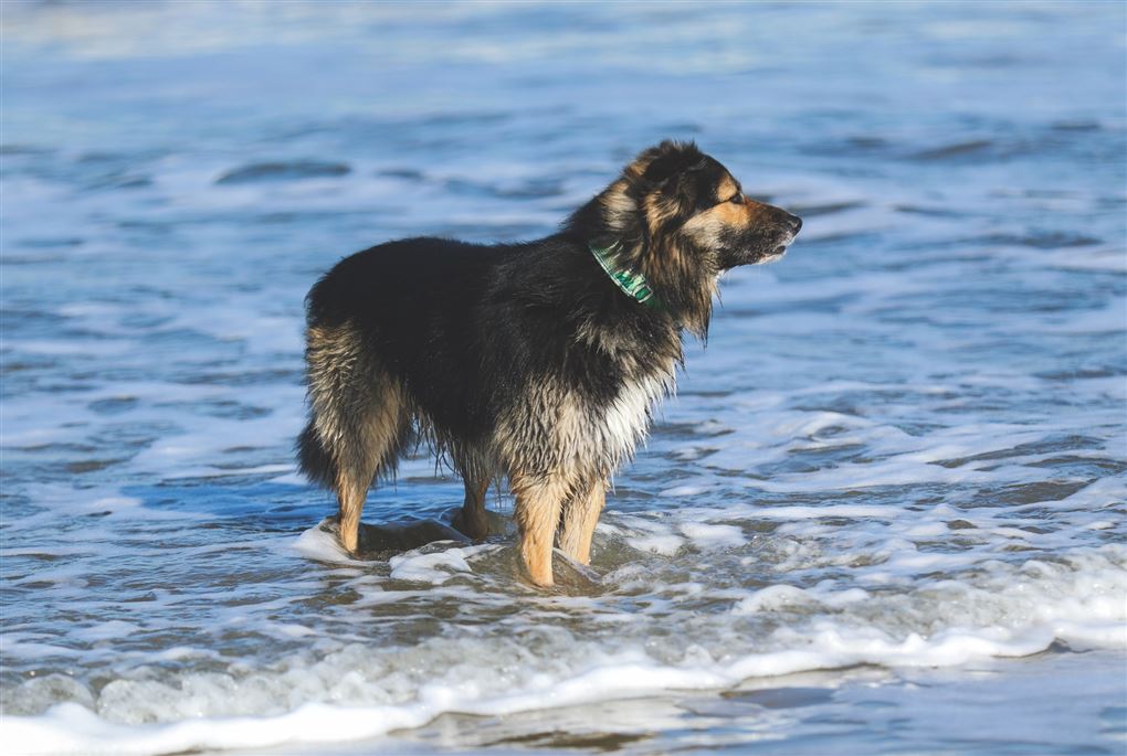 hund står i vand