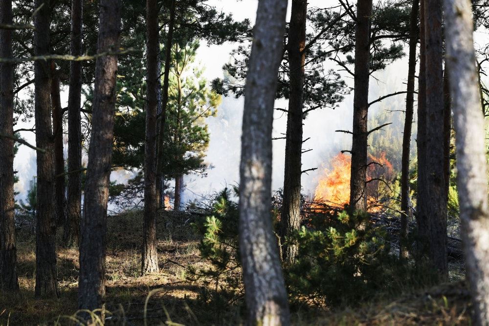 afsvedne træer