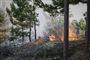 træer i brand