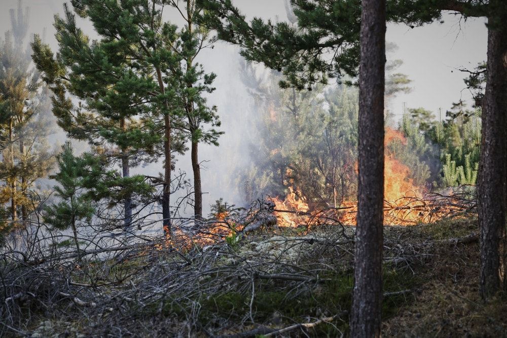 træer i brand