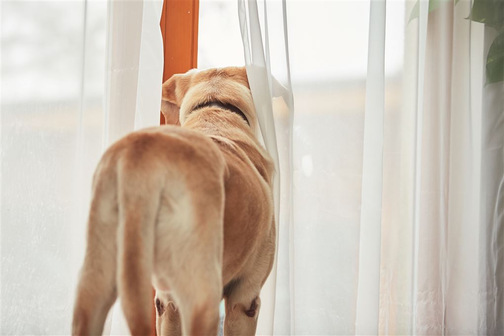 en hund kigger ud af en terrassedør