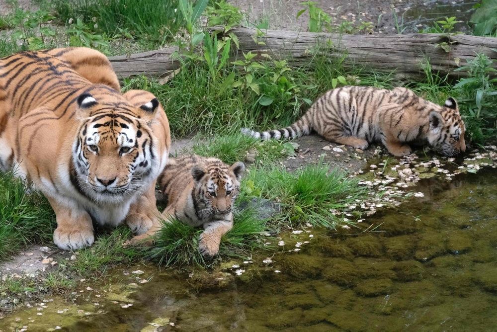 flere tigre i bur