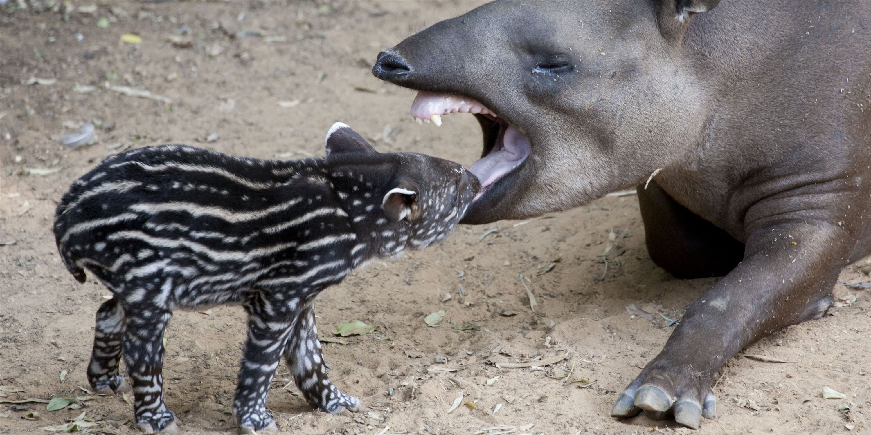 Тапир новорожденный