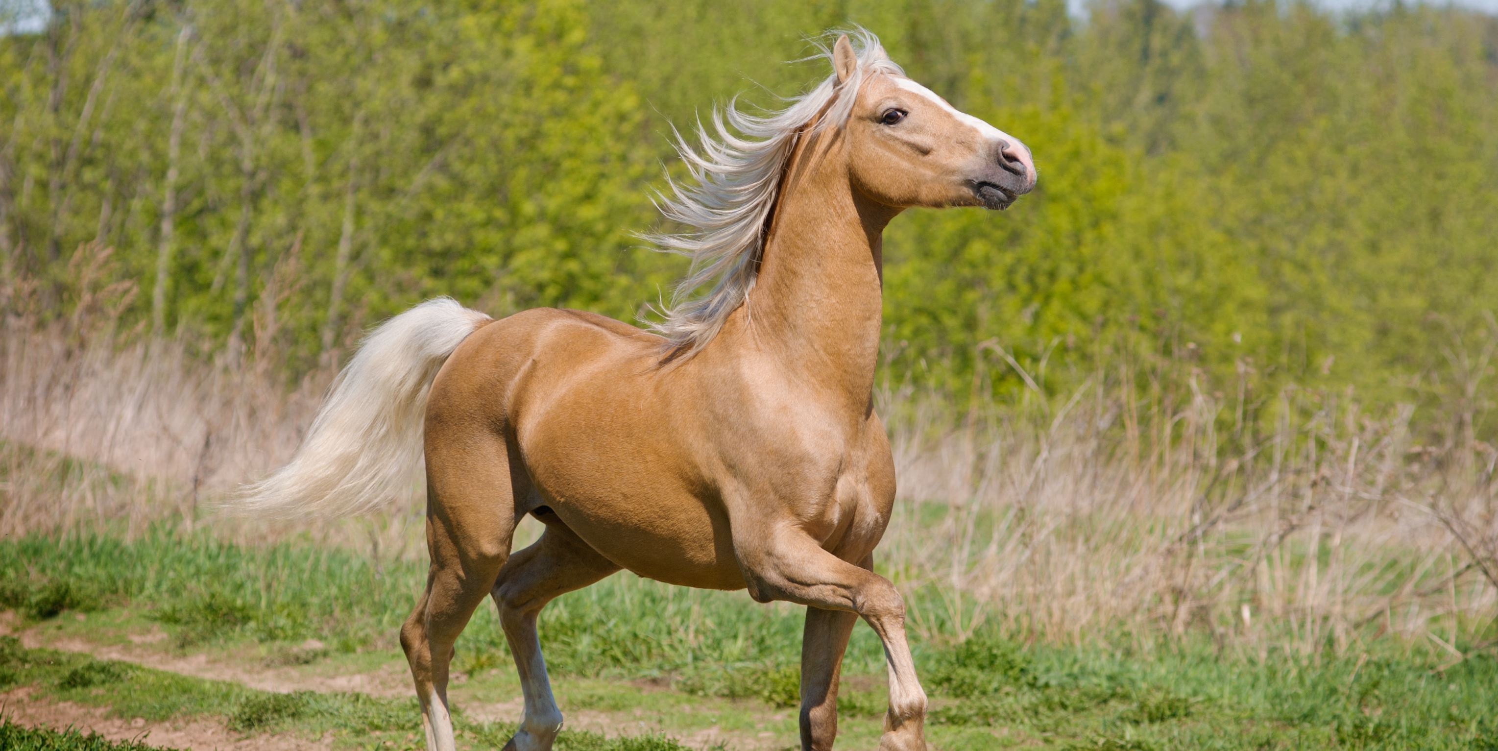 Лошадь шагает. Лошади породы Паломино. Лошадь идет. Конь шагает. Конь с поднятой ногой.