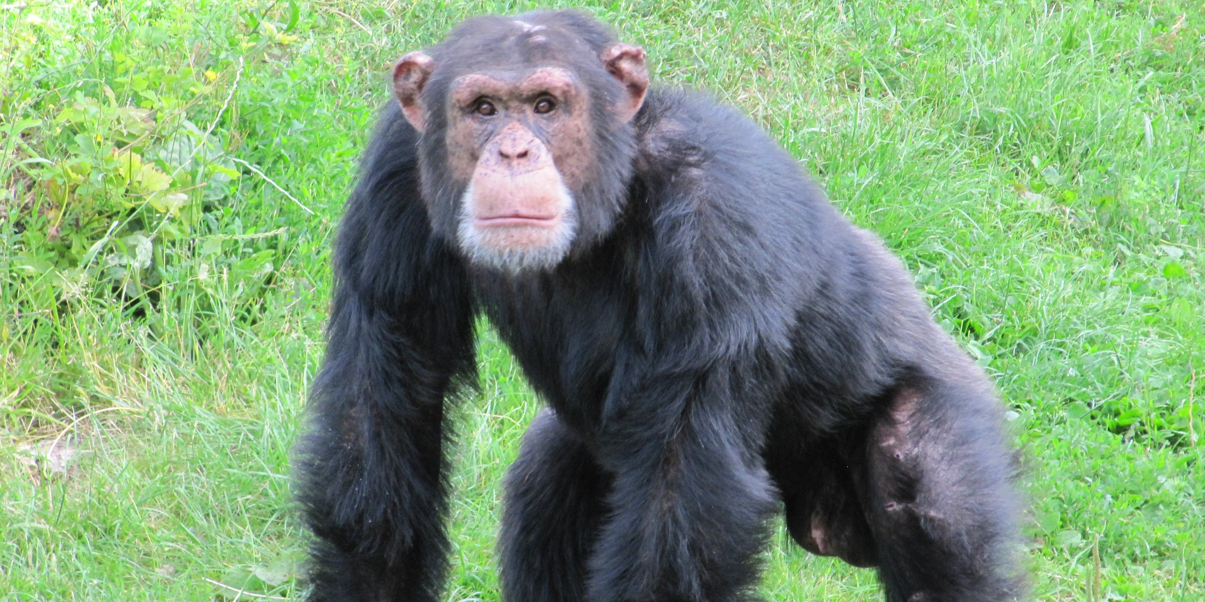 Карликовый шимпанзе 6. Шимпанзе Альфа. Альфа самец шимпанзе. Яванский макак самец.